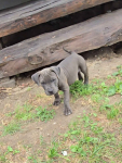 Blue Amstaff American Staffordshire Terrier Ludwin - zdjęcie 3