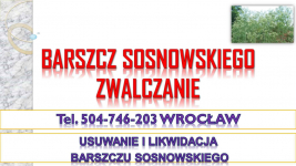 Usuwanie barszczu Sosnowskiego, cena, tel. 504-746-203, Wrocław. Psie Pole - zdjęcie 3