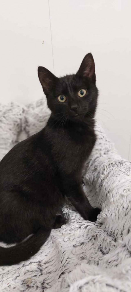 Wars - spokojny, sympatyczny koci kawaler szuka domu Olsztyn - zdjęcie 2