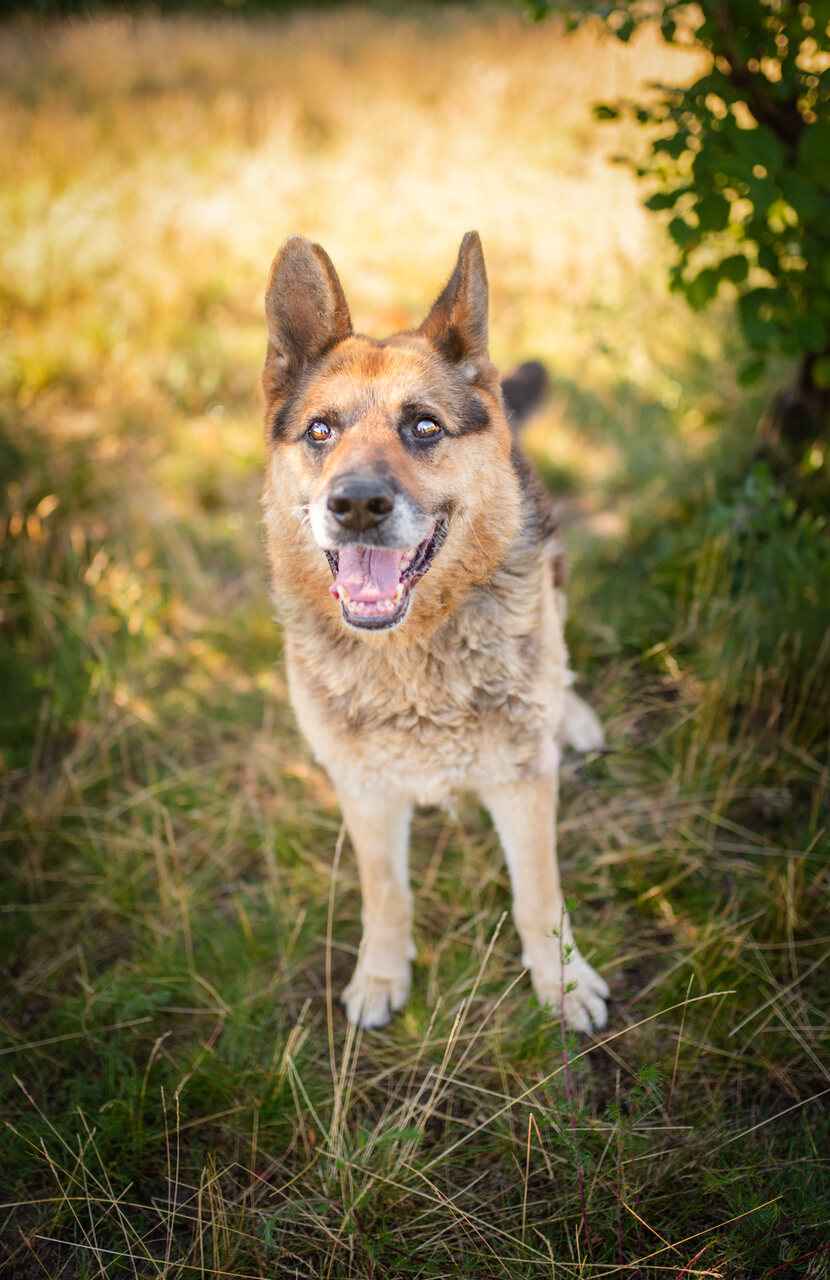 Flapy - niekonfliktowy, łagodny owczarek do adopcji! Olsztyn - zdjęcie 7