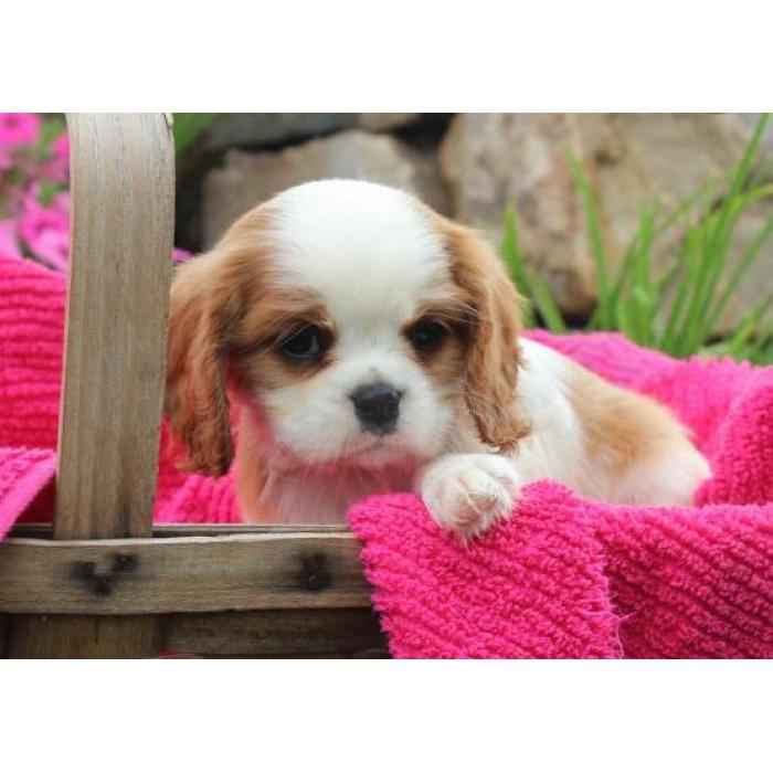 Szczenięta Cavalier King Charles Spaniel gggggggg Sebastianowo - zdjęcie 1