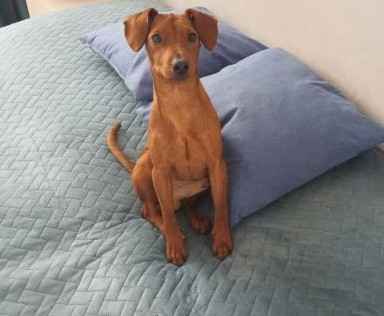 Pinczer miniaturowy z metryką FCI - rodowód ZKwP Wilda - zdjęcie 10