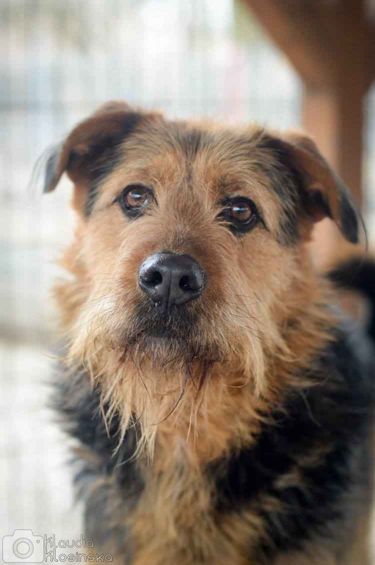 Wezyr - inteligentny psiak w typie terriera Olsztyn - zdjęcie 6