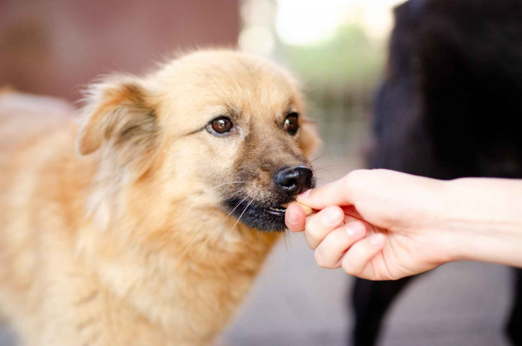 Fauna - nieduża, delikatna sunia szuka domu! Olsztyn - zdjęcie 3