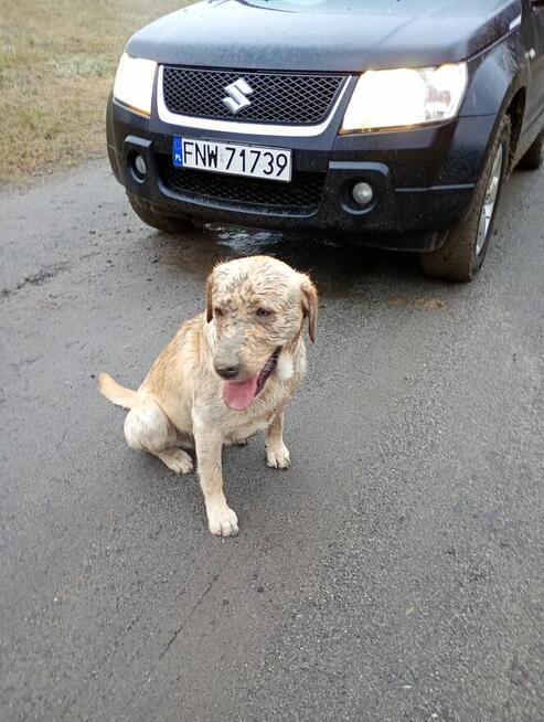 Auto Nowa Sól - zdjęcie 6