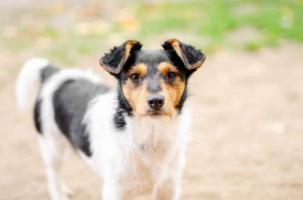 Żuczek - niewielki mix terrierka szuka domu! Olsztyn - zdjęcie 1