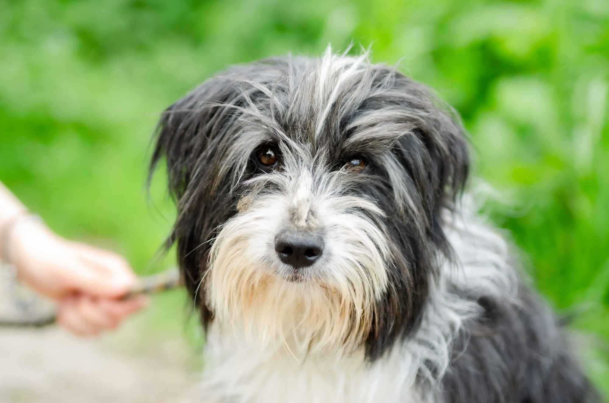 Sonia, młoda, przyjazna BEARDED COLLIE mix Olsztyn - zdjęcie 1