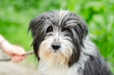 Sonia, młoda, przyjazna BEARDED COLLIE mix Olsztyn - zdjęcie 1