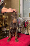 Dobermann Puppy Bemowo - zdjęcie 5