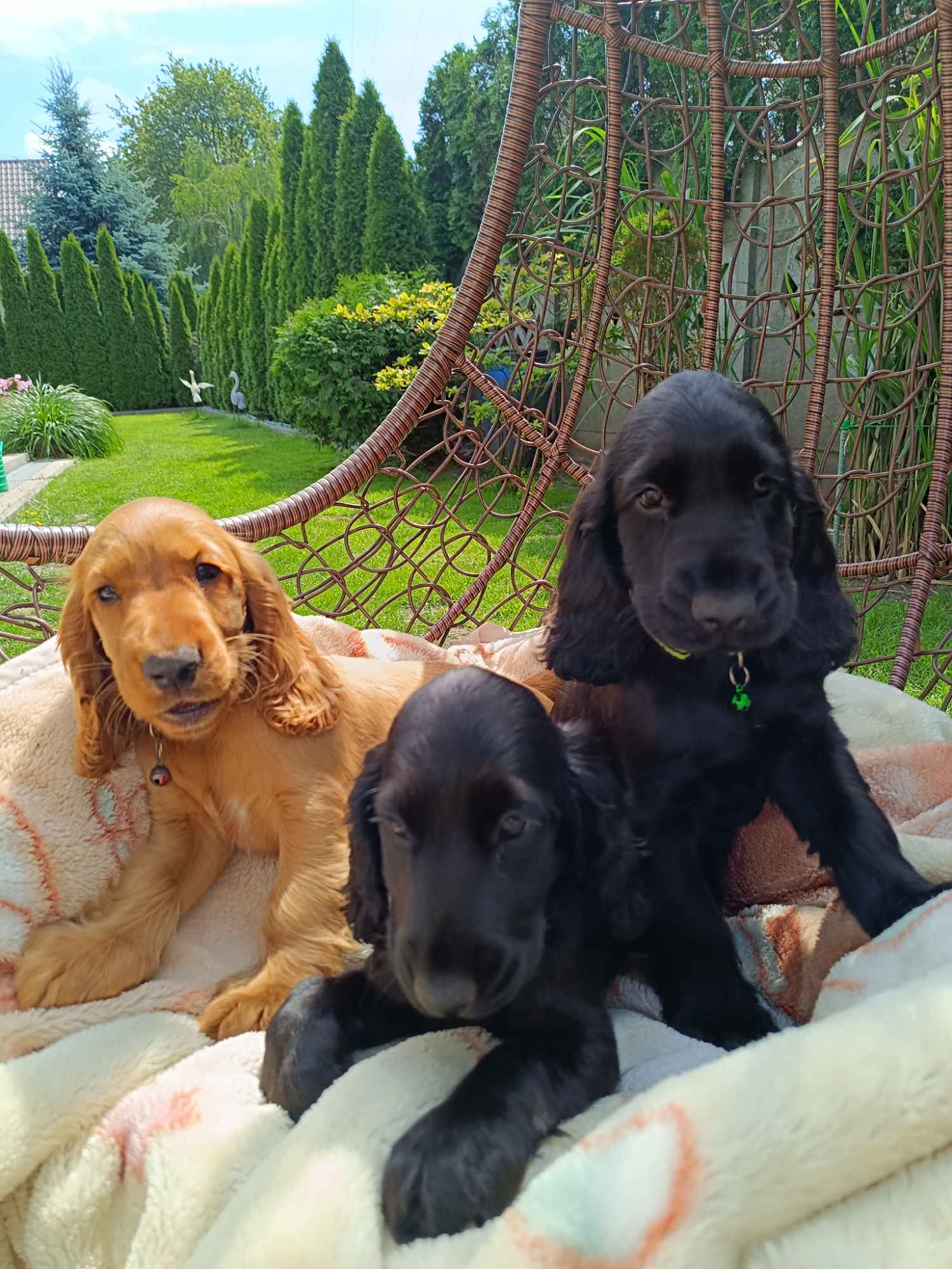 Cocker Spaniel Angielski Bałuty - zdjęcie 7