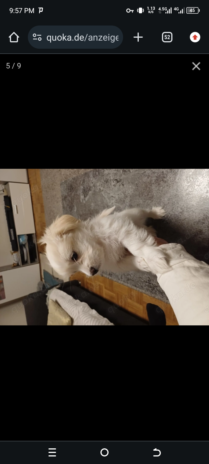 Sprzedam małego maltańczyka. Najlepszy prezent na święta. Bemowo - zdjęcie 2