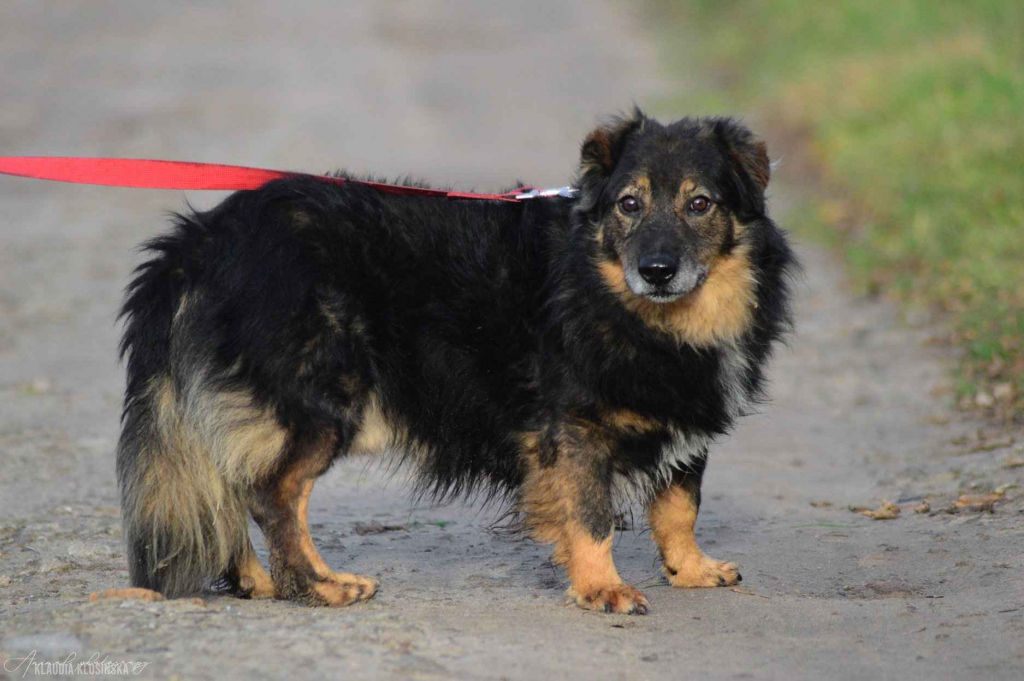 Słodki - nieduży, delikatny psiak szuka domu! Olsztyn - zdjęcie 2