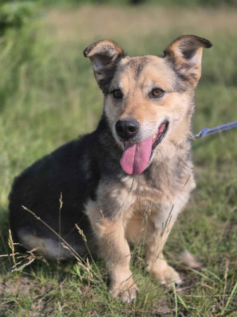 Figa - suczka w typie corgi, wesoła Olsztyn - zdjęcie 1