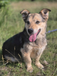 Figa - suczka w typie corgi, wesoła