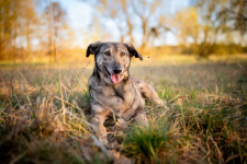 Karinka - skrzywdzona przez człowieka, delikatna sunieczka