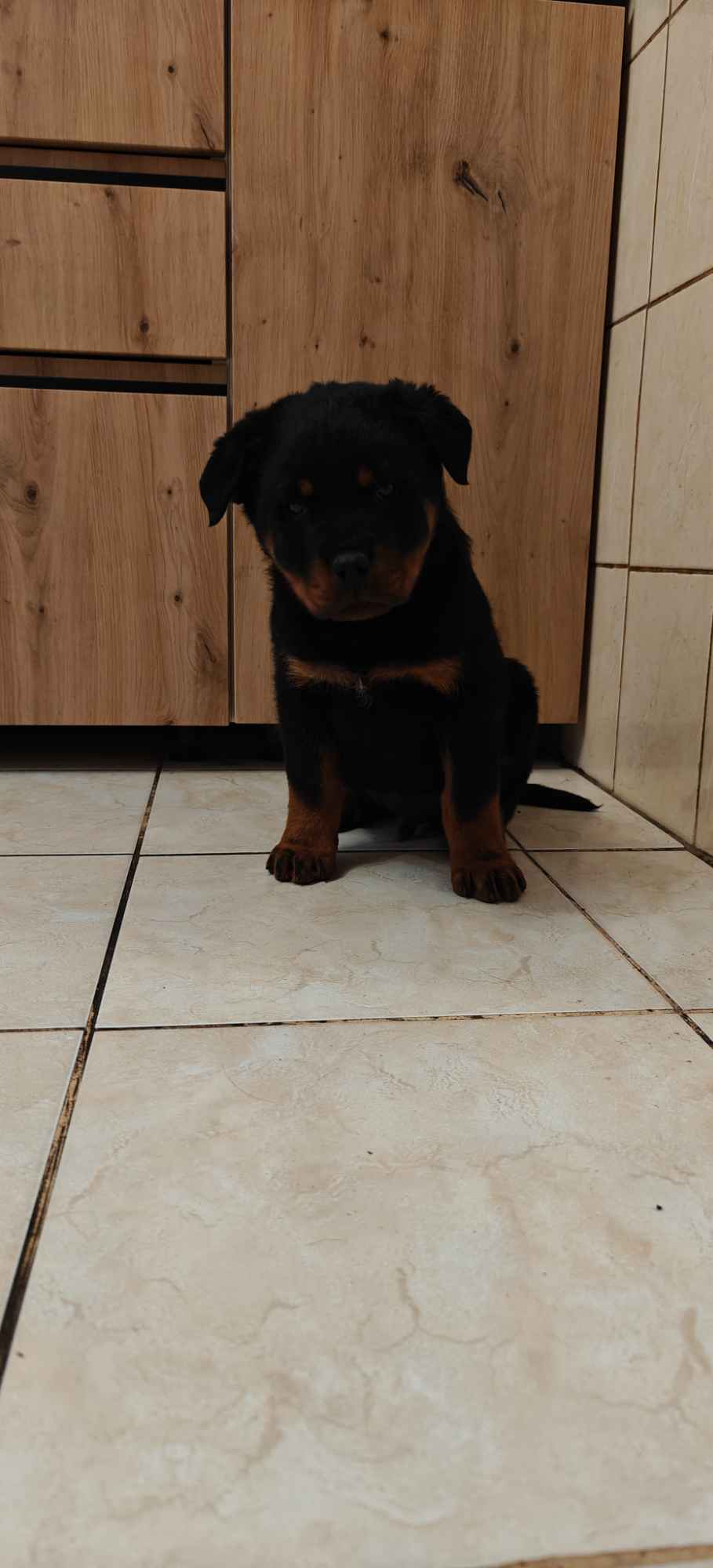 Szczeniak Rottweiler Gostynin - zdjęcie 3