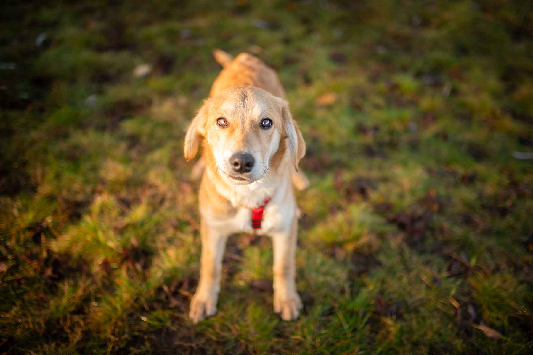 Wafel - biszkoptowy SZCZENIAK szuka domu! Olsztyn - zdjęcie 3