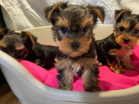 Miniaturowy Rasowy Yorkshire Terrier Lotyń - zdjęcie 5