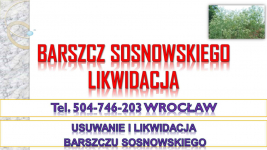 Usuwanie barszczu Sosnowskiego, cena, tel. 504-746-203, Wrocław. Psie Pole - zdjęcie 1