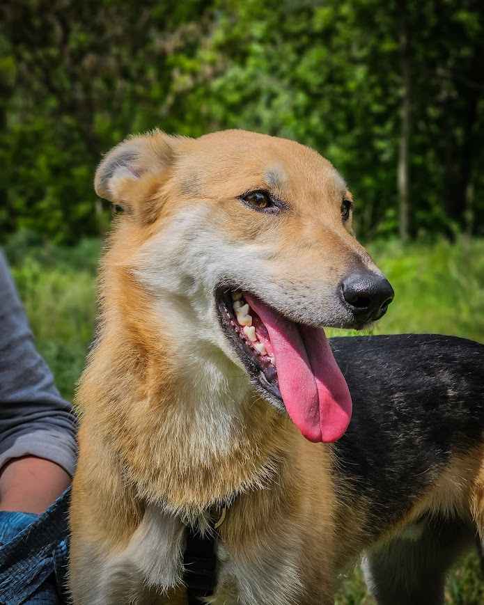 Jerry - od szczeniaka w schronisku, nigdy nie miał domu! Pomóż! :( Mokotów - zdjęcie 1