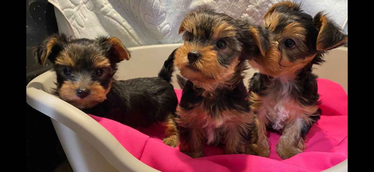 Miniaturowy Rasowy Yorkshire Terrier Lotyń - zdjęcie 1