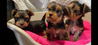 Miniaturowy Rasowy Yorkshire Terrier
