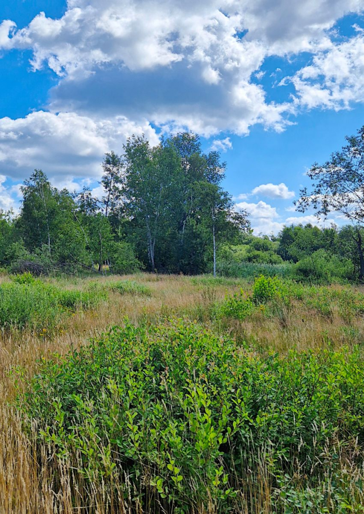 Działka budowlana Grabówka 1228m2 Grabówka - zdjęcie 7