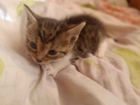 Kotki do oddania Wysoka Głogowska - zdjęcie 7