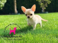 CHIHUAHUA, ZKwP FCI drobna dziewczynka krótkowłosa po Championach