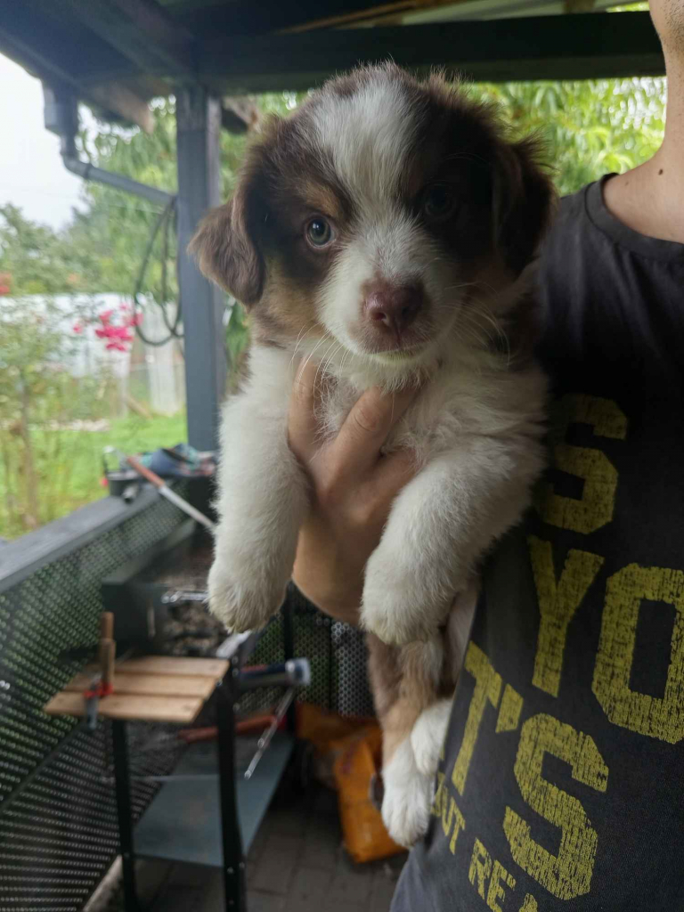 MAS Miniaturowy Owczarek Amerykański Łomża - zdjęcie 2