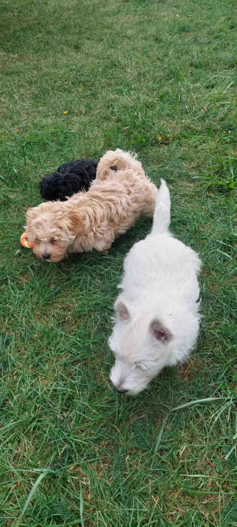 Szczeniaczek chłopiec West Highland White Terrier ZKwP FCI Daszewice - zdjęcie 4