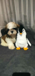 Shih TZU FCI ZKwP Tuchów - zdjęcie 3