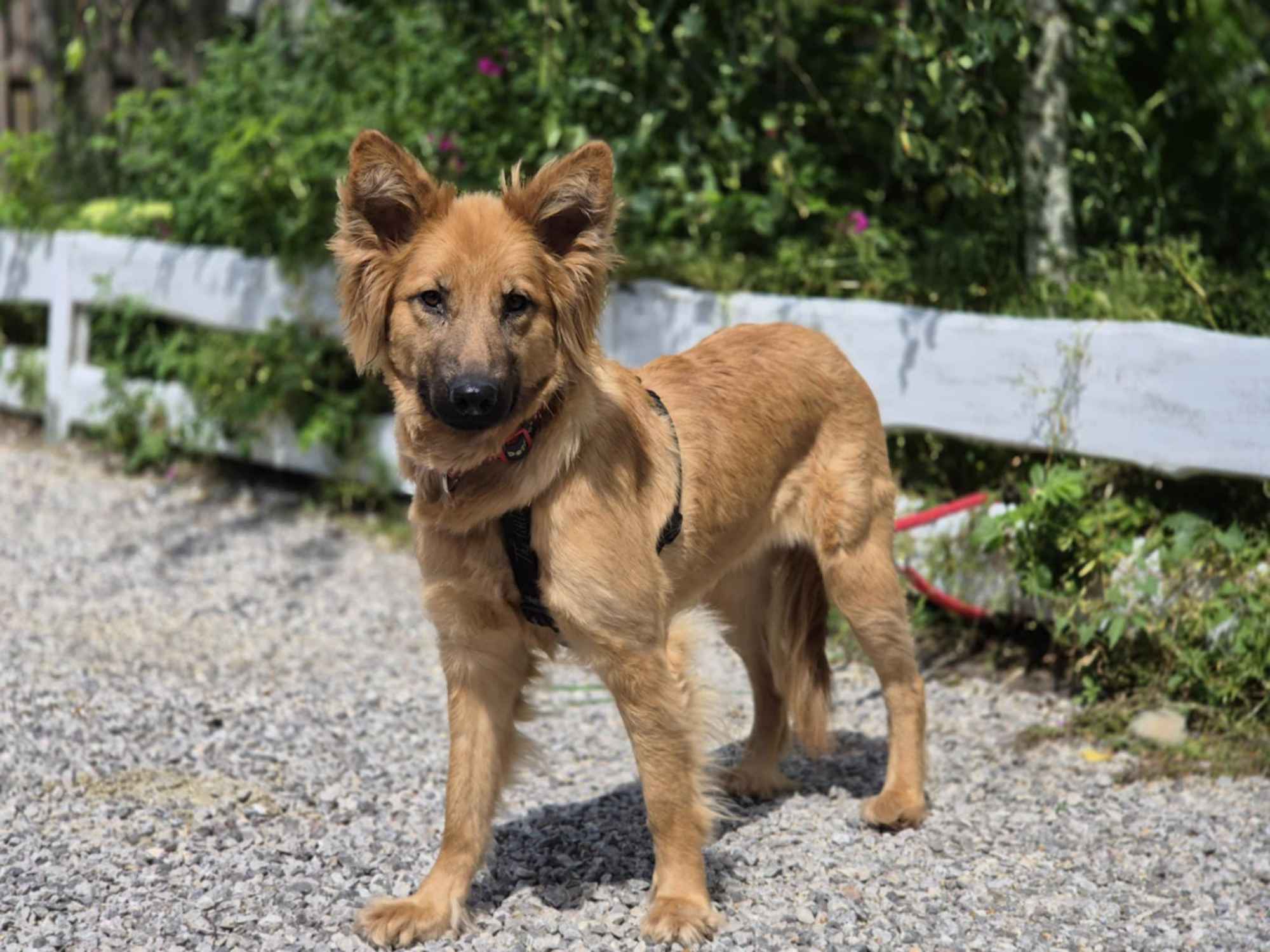 Bella - złotowłosa piękność, mądra, wesoła sunia do pokochania Olsztyn - zdjęcie 6