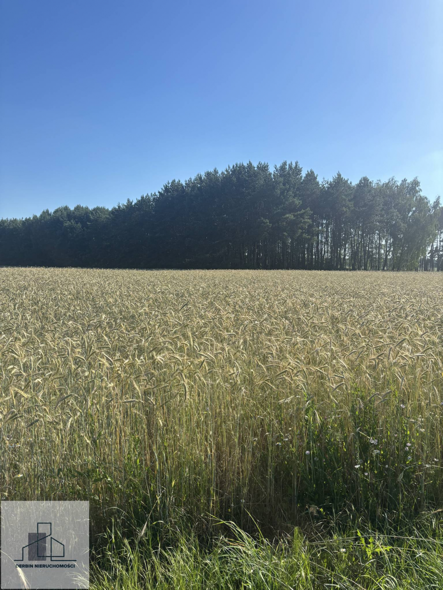 Działka rolna z potencjałem przy drodze wojewódzkiej Jaskółowo - zdjęcie 6