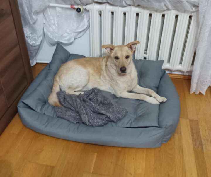FIGO cudny spory pies szuka domu Bydgoszcz - zdjęcie 6