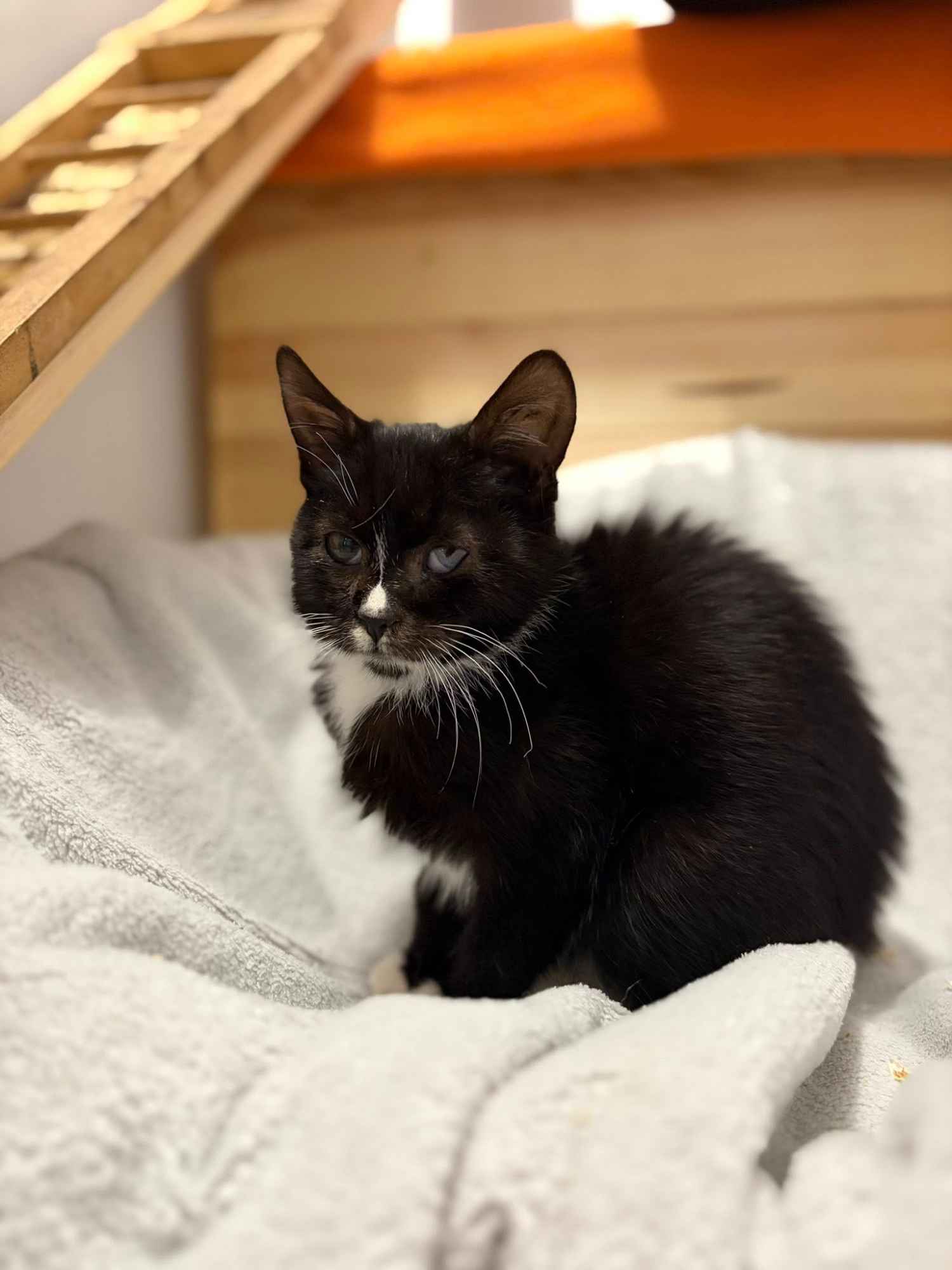 Kalinka - delikatna, półroczna koteczka szuka domu! Olsztyn - zdjęcie 2