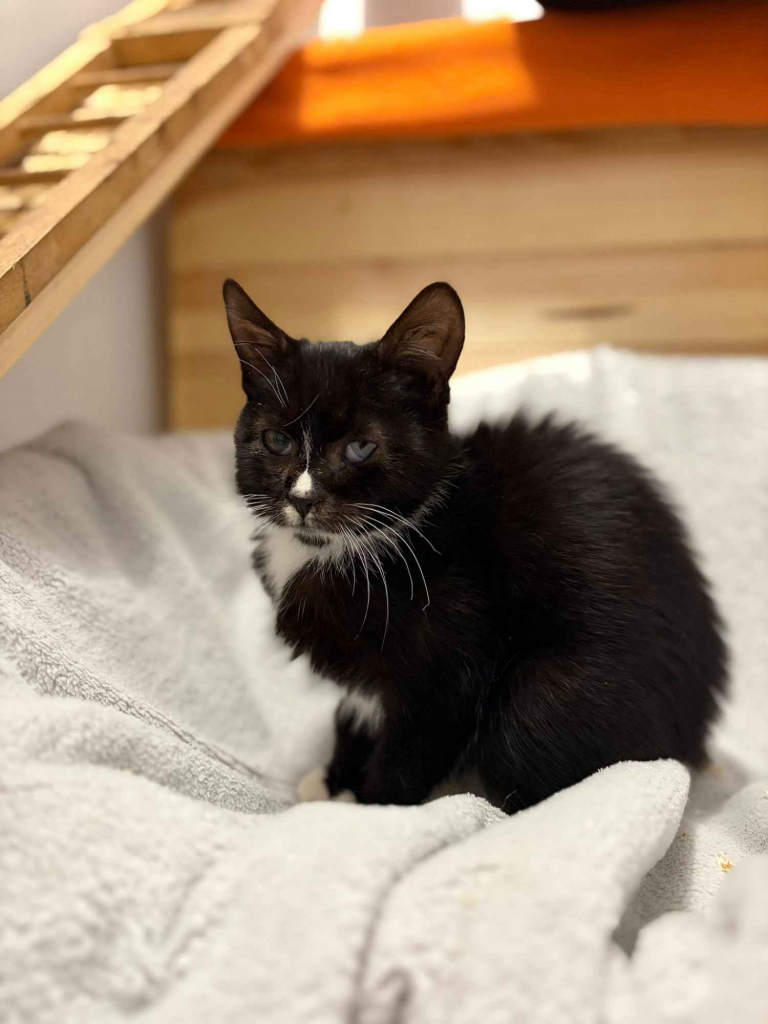 Kalinka - delikatna, półroczna koteczka szuka domu! Olsztyn - zdjęcie 2