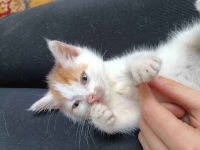 Marsjanek - 8 tygodniowy kociaczek szuka domu! Olsztyn - zdjęcie 3