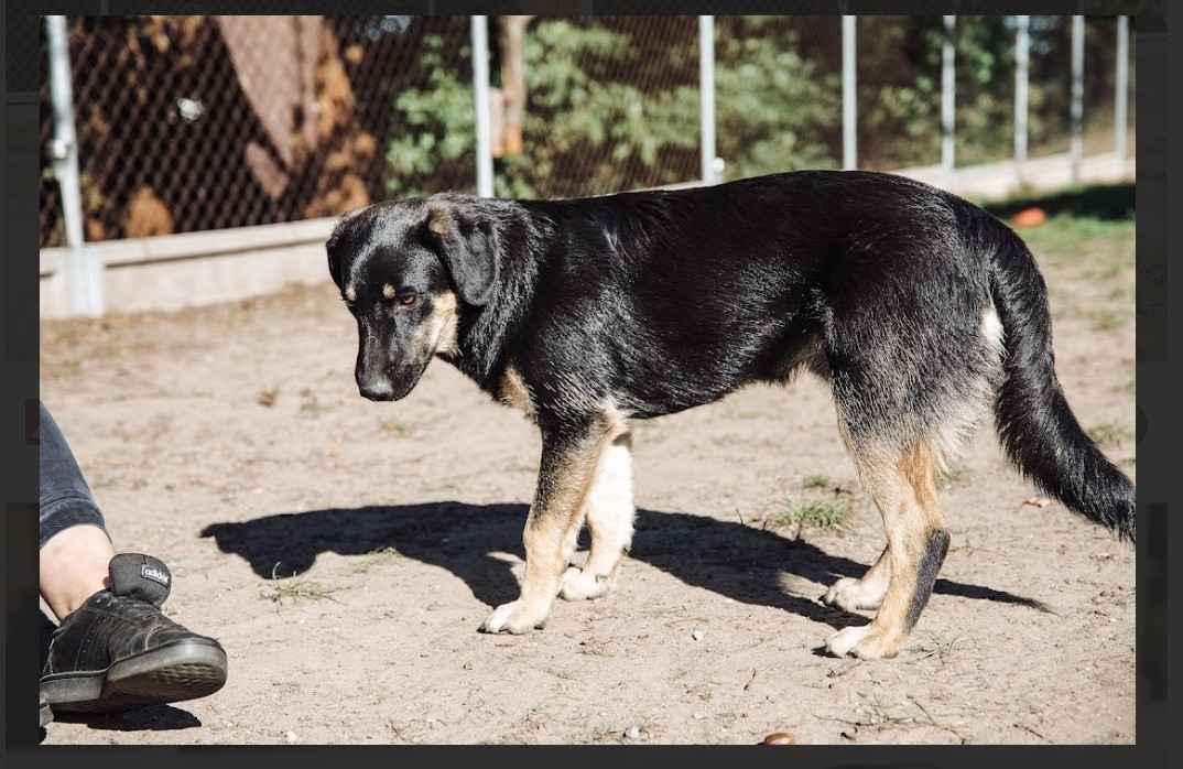 Fryc - młodziutki, wesoły, kochający człowieka Olsztyn - zdjęcie 3