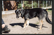 Fryc - młodziutki, wesoły, kochający człowieka Olsztyn - zdjęcie 3