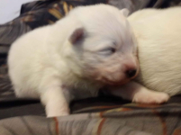 Samojed sprzedam Samoyed szczeniaki 2024 Rokitno Szlacheckie - zdjęcie 5