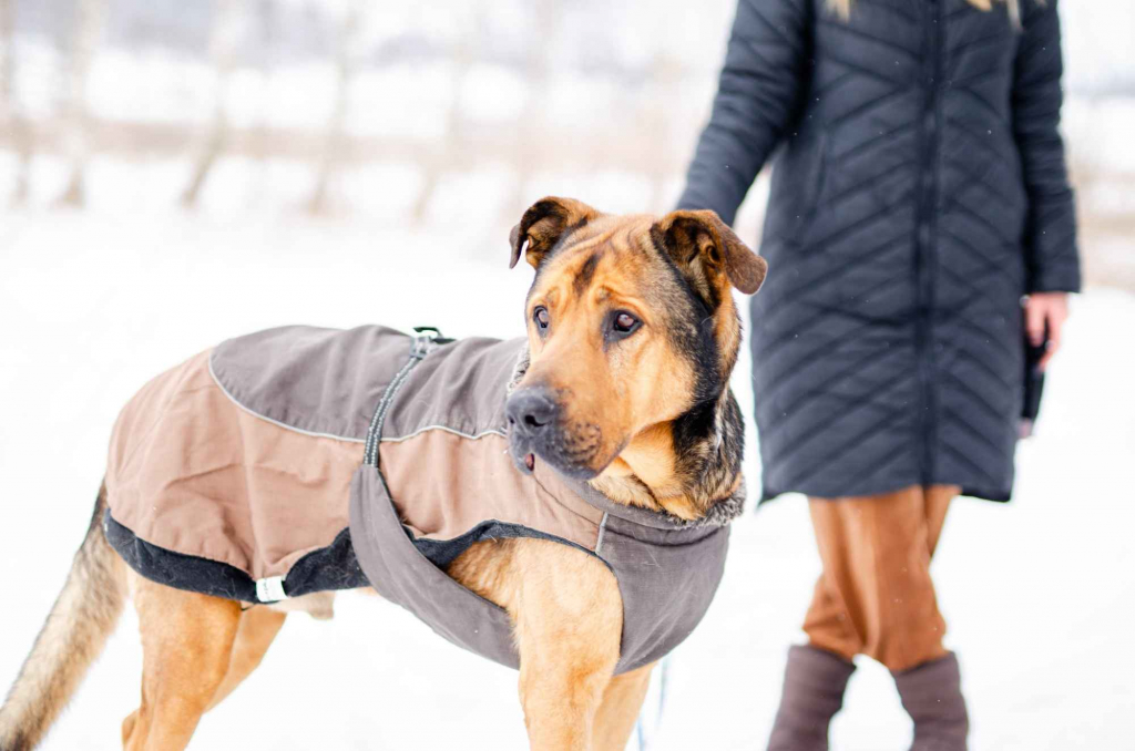 Leon - wielki pies z gołębim sercem szuka domu! Olsztyn - zdjęcie 4