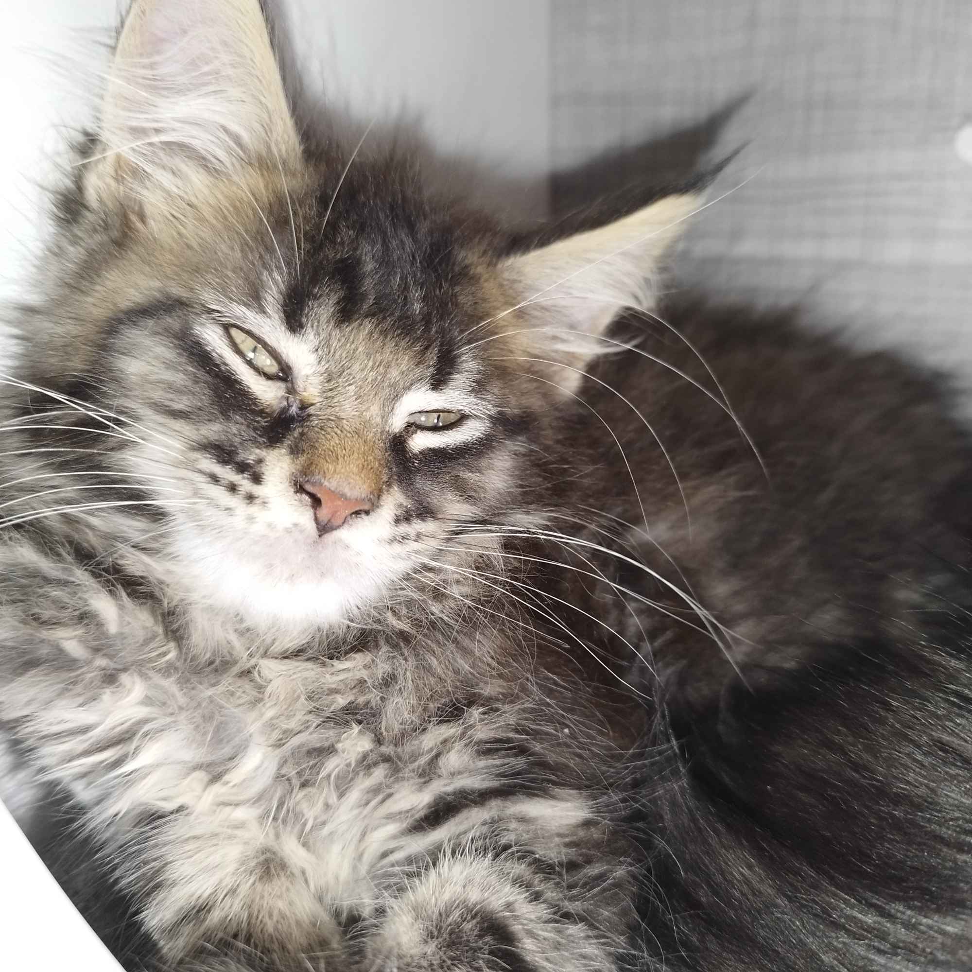 Maine Coon Sulejówek - zdjęcie 11