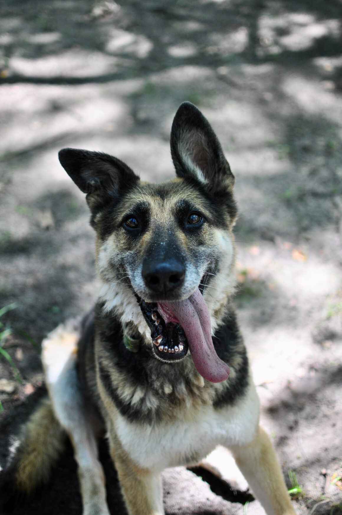 Horaś - ideał z klapniętym uszkiem szuka domu! Olsztyn - zdjęcie 1