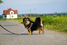 Maniek jest gotowy na nowy start! Podaruj mu dom 🐾🏡 Łętkowice - zdjęcie 2