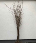 Drzewa parkowe graby jarzębiny wiązy głogi robinie brzozy kasztanowiec Zezulin Niższy - zdjęcie 3