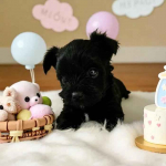 Wybitnie piękny Unikatowy York - Czarny bez podpaleń - Hodowla Legalna Fabryczna - zdjęcie 3