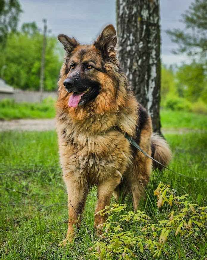 Niesamowicie piękny, charakterny pies szuka doświadczonego opiekuna! Białołęka - zdjęcie 5