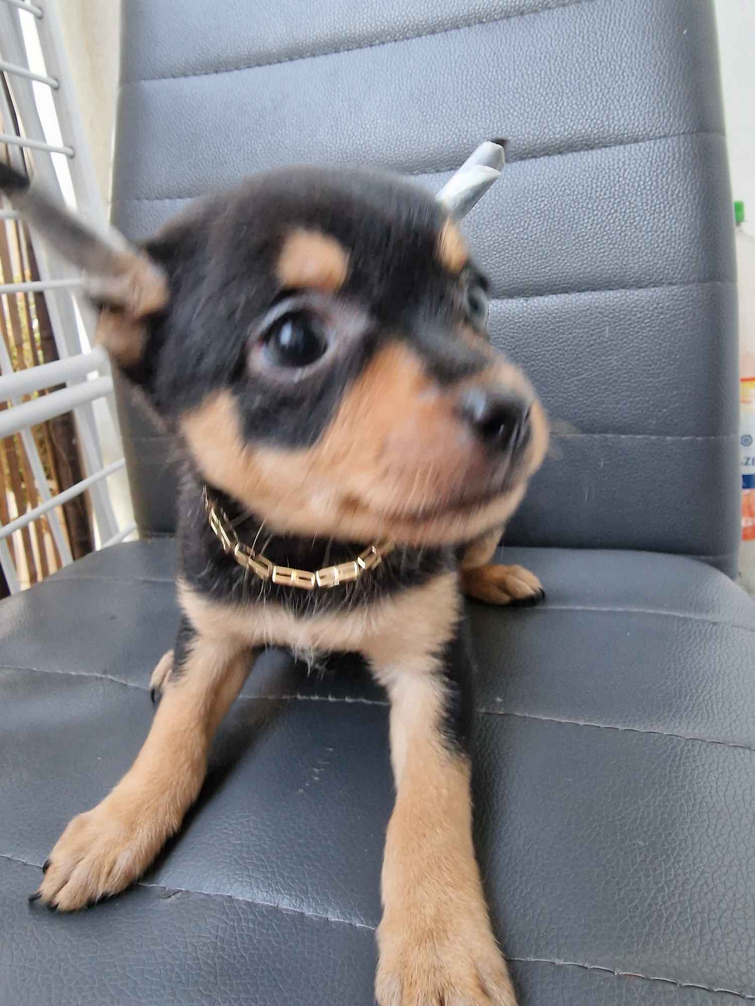 Chouhaua Poraj - zdjęcie 2