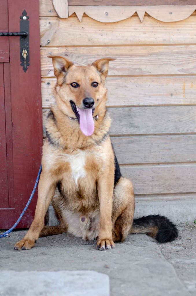 Bobi - młody, przyjazny psiak szuka domu! Olsztyn - zdjęcie 2